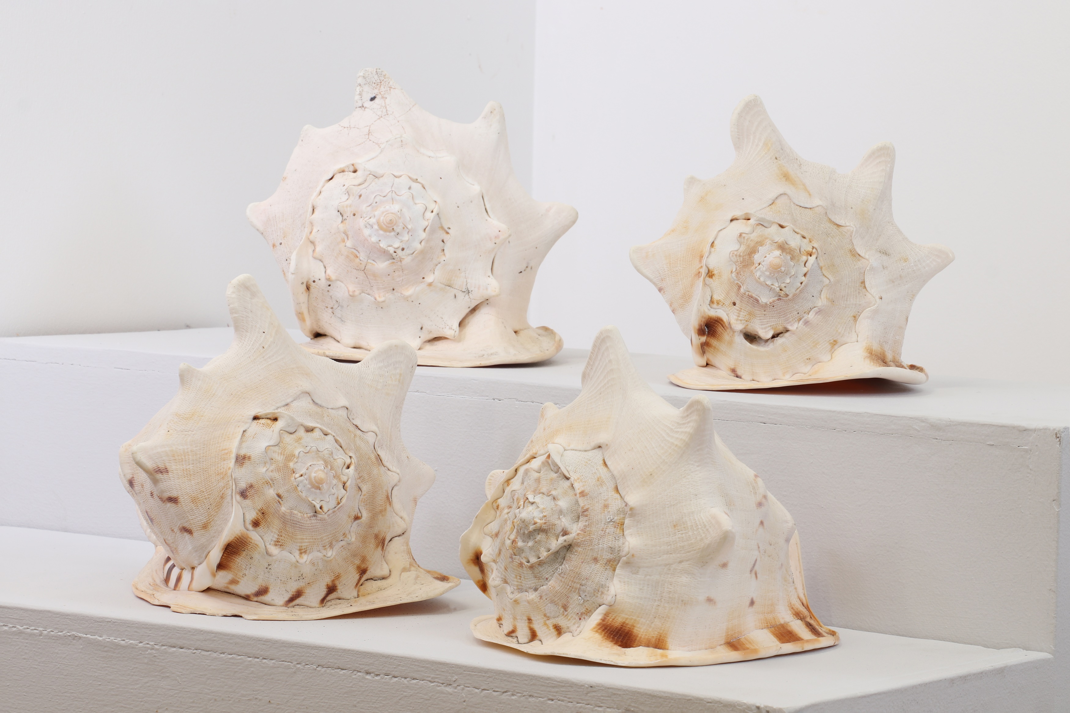 Lot 220 - A group of large conch shells,