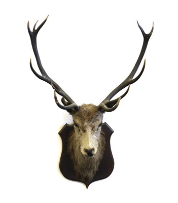 Lot 466 - Taxidermy: Red Stag