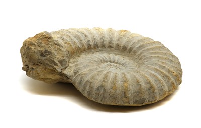 Lot 192A - An ammonite fossil