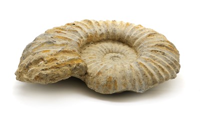 Lot 193A - An ammonite fossil