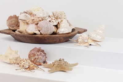 Lot 228 - A large collection of decorative shells