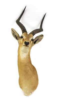 Lot 424 - Taxidermy: Common Impala (Aepyceros Melampus)