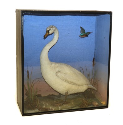 Lot 484 - A large taxidermy swan in a case with flying kingfisher