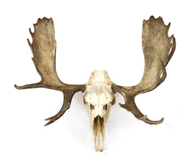 Lot 301 - A moose skull mount