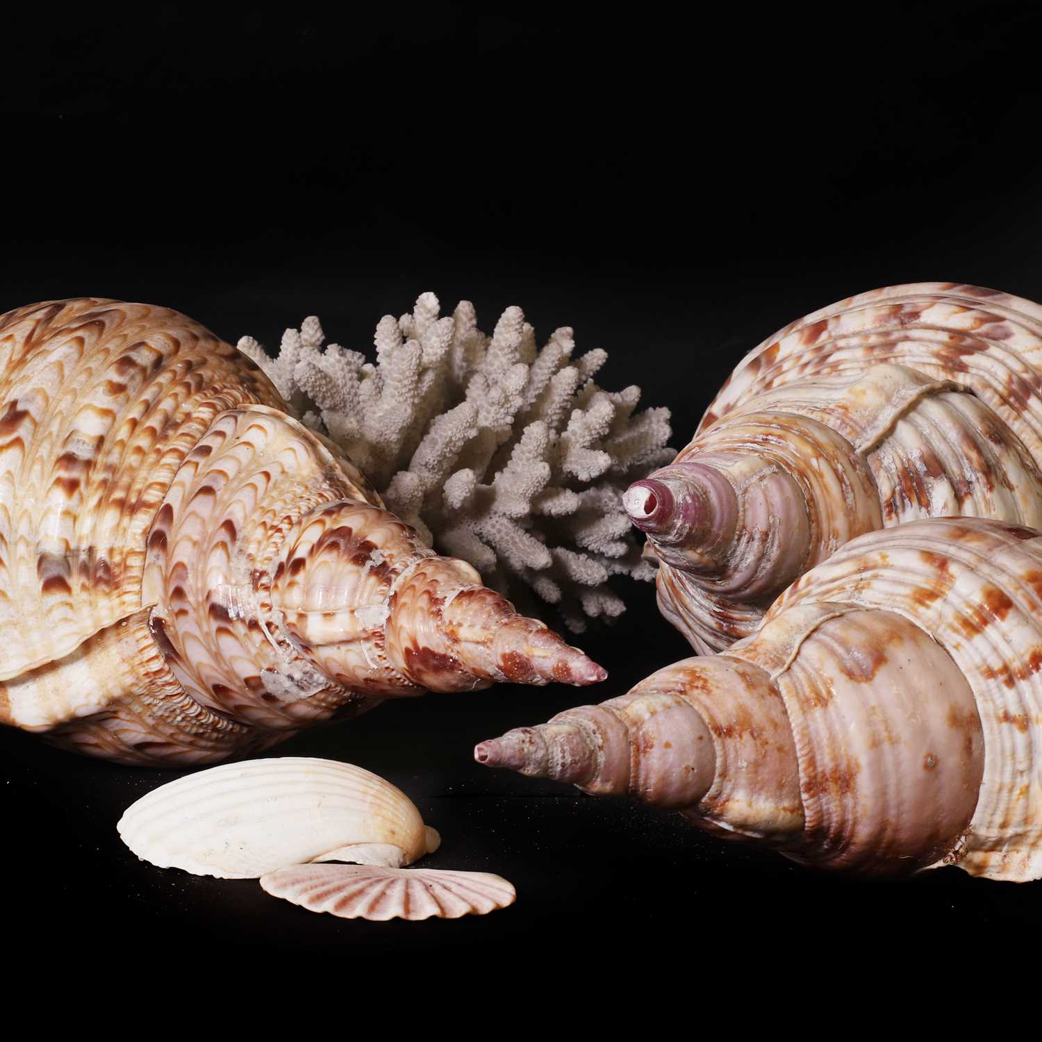Shells High Quality Lot 448 - A collection of decorative shells,
