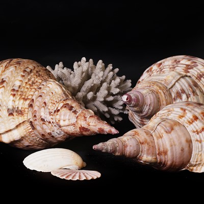 Lot 448 - A collection of decorative shells