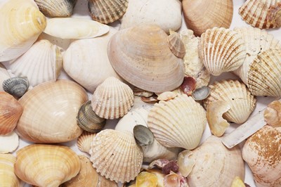 Lot 448 - A collection of decorative shells