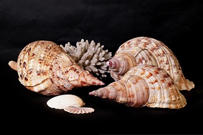 Lot 448 - A collection of decorative shells