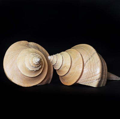 Lot 448 - A collection of decorative shells