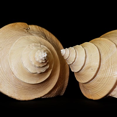 Lot 448 - A collection of decorative shells