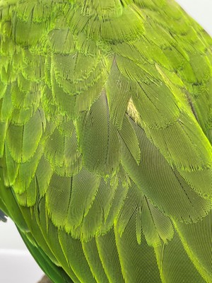 Lot 2 - A taxidermy parrot