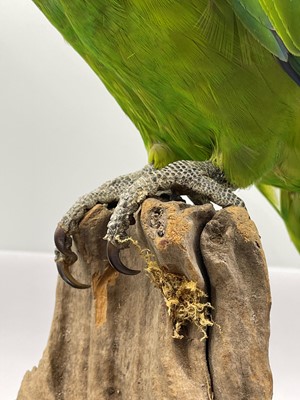 Lot 2 - A taxidermy parrot