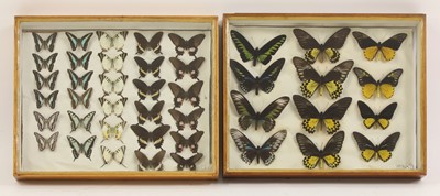Lot 306 - Butterfly specimens