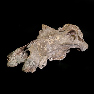 Lot 8 - An old hippopotamus skull
