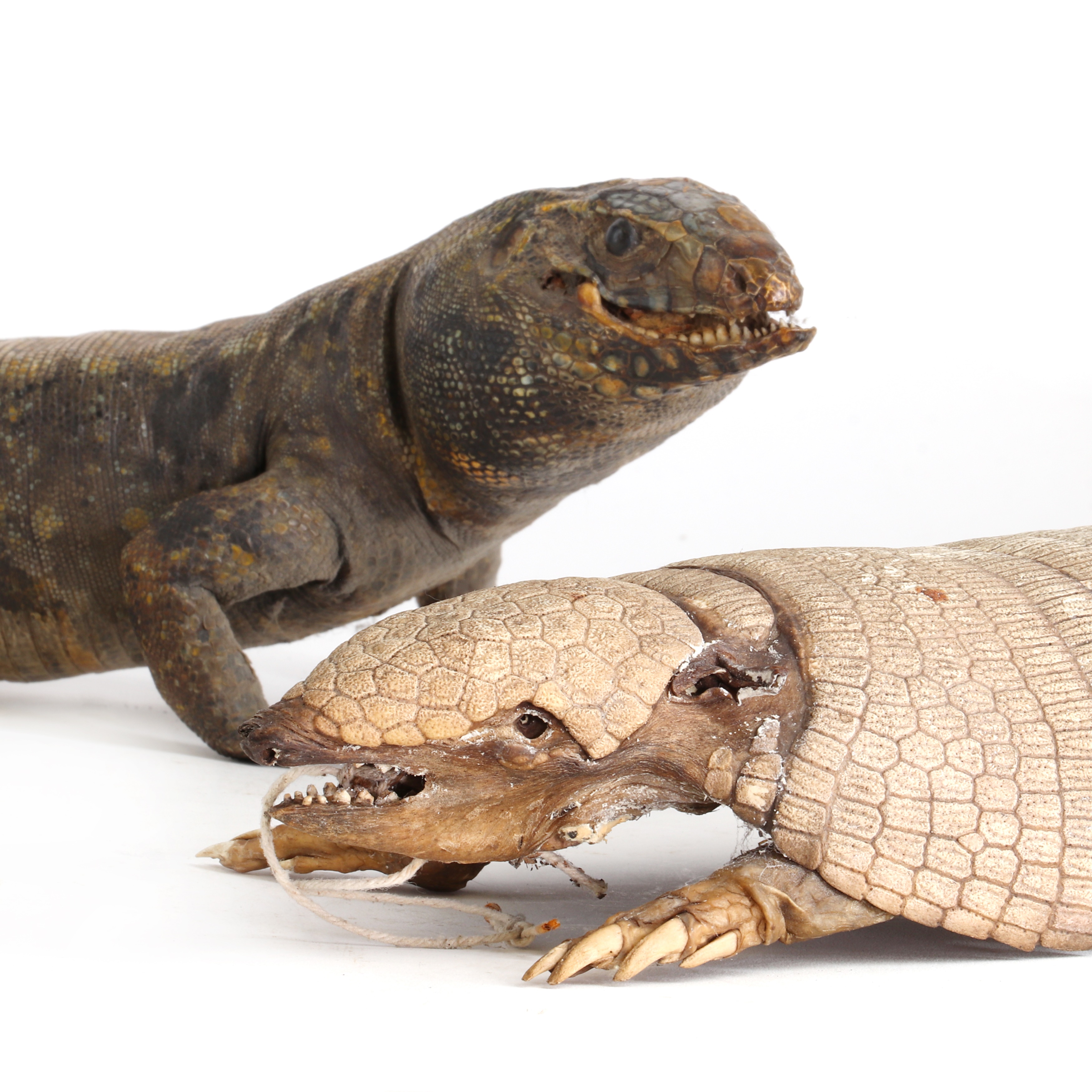 Lot 13 - A taxidermy lizard,