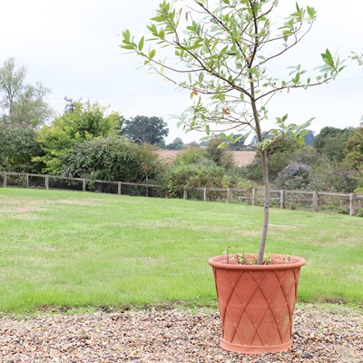 Lot 306 - A Whichford Pottery terracotta planter