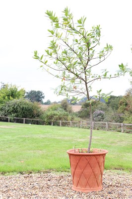 Lot 306 - A Whichford Pottery terracotta planter