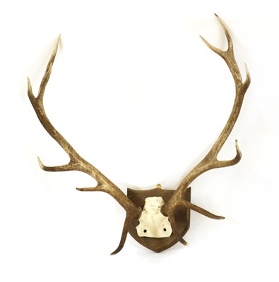 Lot 608 - A set of royal stag antlers