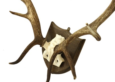 Lot 608 - A set of royal stag antlers