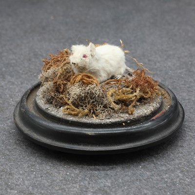 Lot 59 - A Victorian taxidermy albino mouse