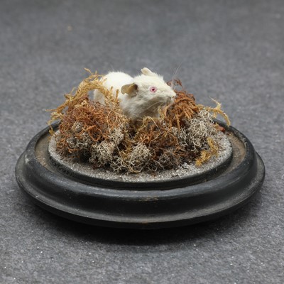 Lot 59 - A Victorian taxidermy albino mouse