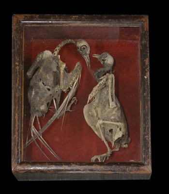 Lot 59 - A Victorian taxidermy albino mouse