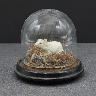 Lot 59 - A Victorian taxidermy albino mouse