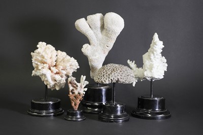 Lot 315 - A collection of five coral specimens
