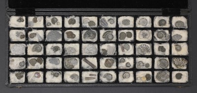 Lot 313 - A specimen case of fossils