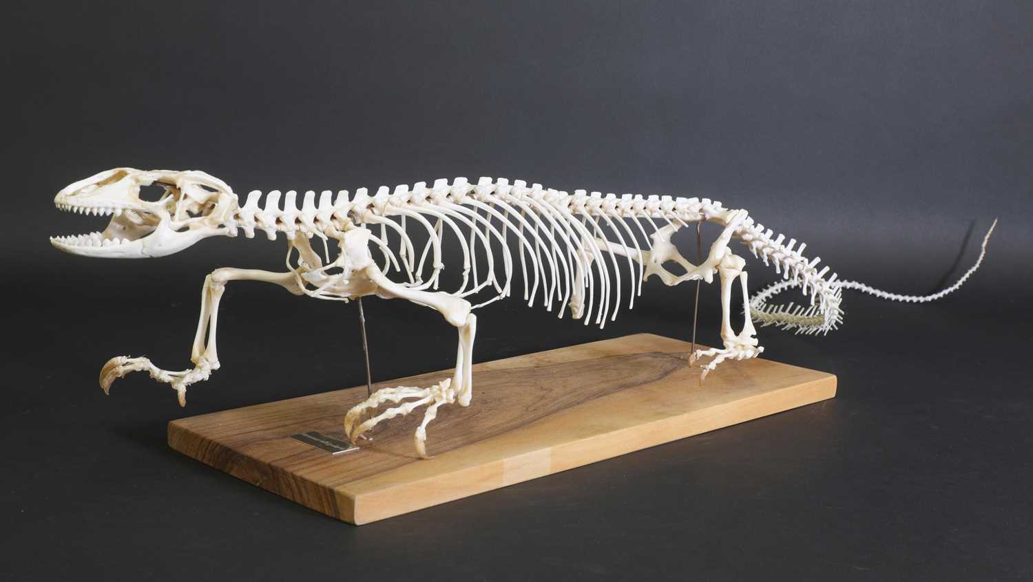 Lot 296 - An articulated monitor lizard skeleton