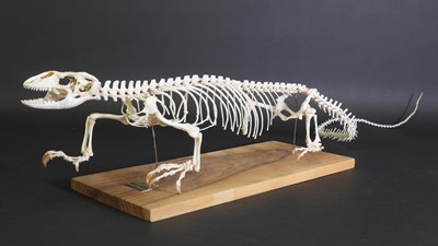 Lot 296 - An articulated monitor lizard skeleton