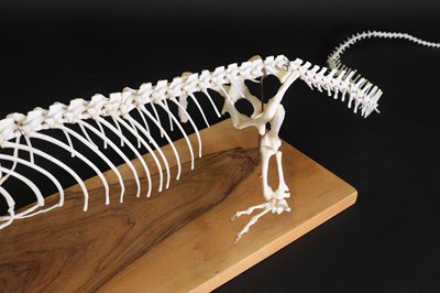 Lot 296 - An articulated monitor lizard skeleton