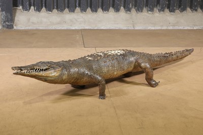 Lot 46 - A taxidermy crocodile