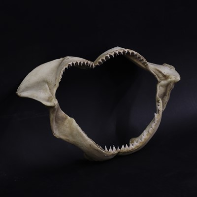 Lot 309 - An articulated bull shark jaw