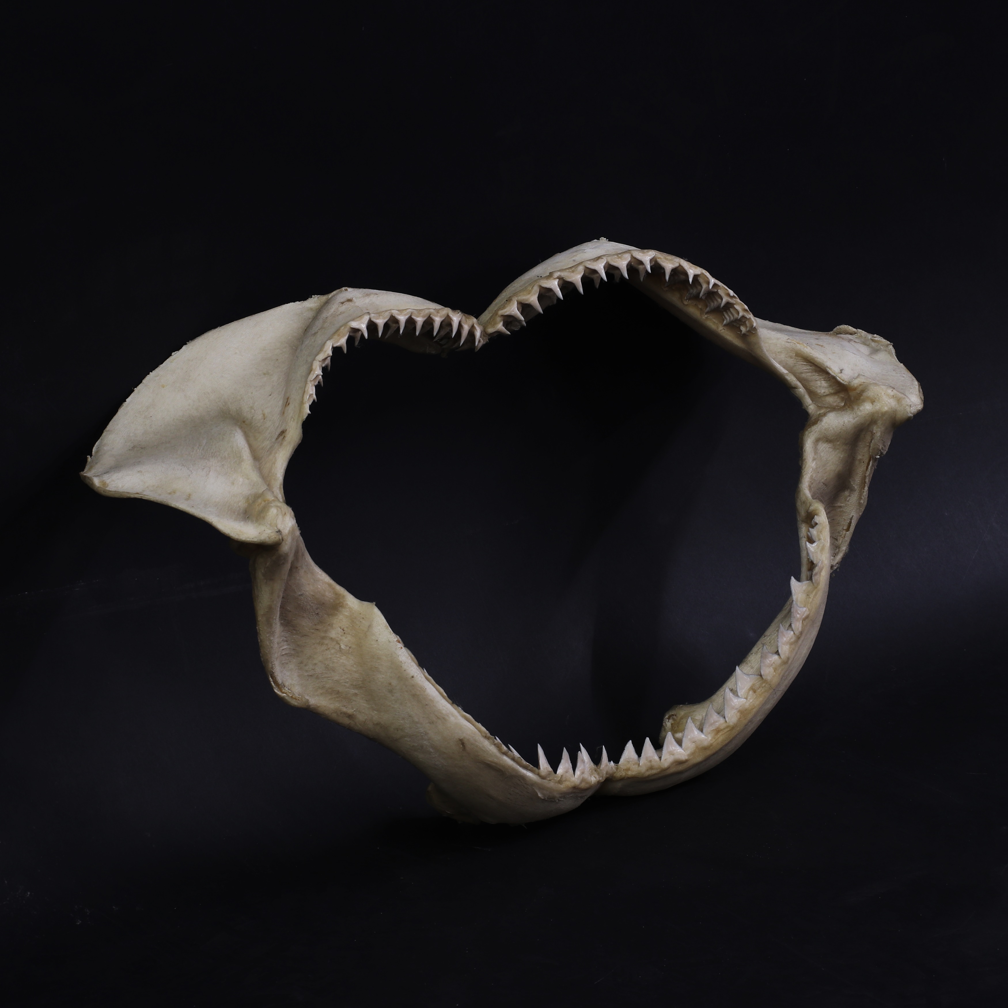 Lot 309 - An articulated bull shark jaw,