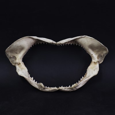 Lot 309 - An articulated bull shark jaw