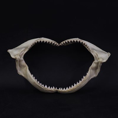 Lot 309 - An articulated bull shark jaw