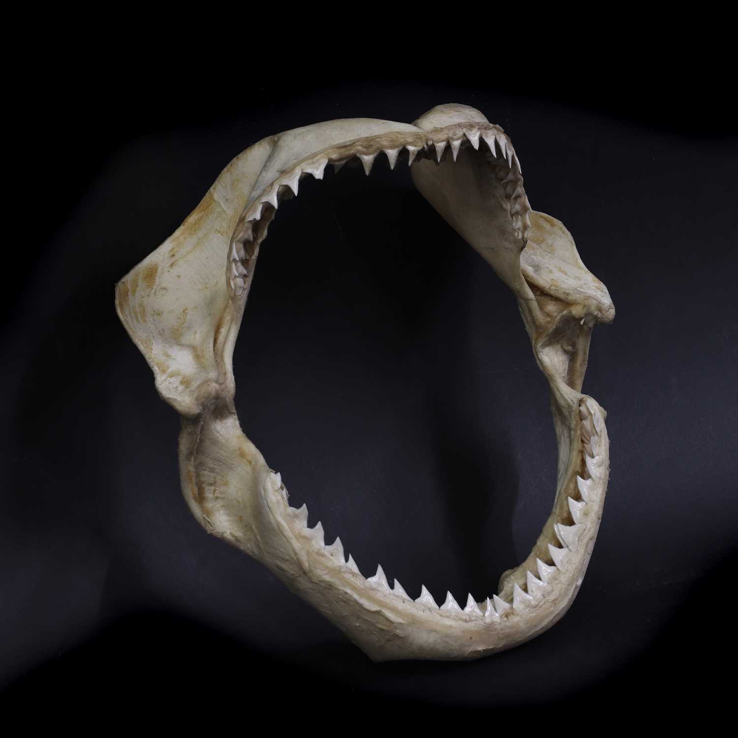 Lot 310 - An articulated tiger shark jaw