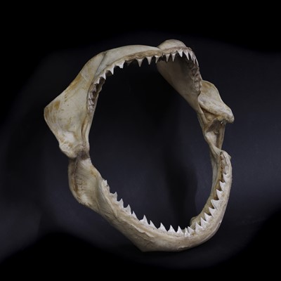 Lot 310 - An articulated tiger shark jaw