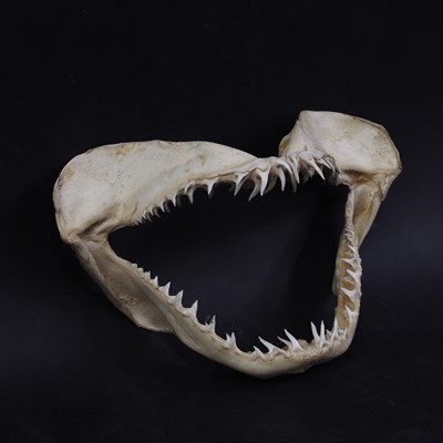 Lot 311 - An articulated shark's jaw