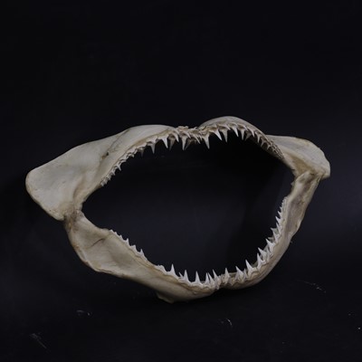 Lot 312 - An articulated set of shark's jaws
