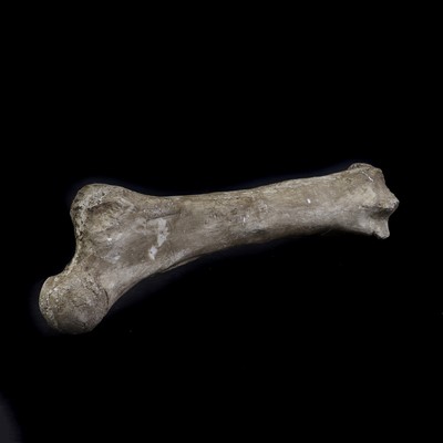 Lot 299 - A plastered mammoth bone