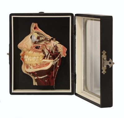 Lot 410 - A waxwork cross section of a dissected human head