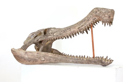 Lot 298 - A Deinosuchus skull