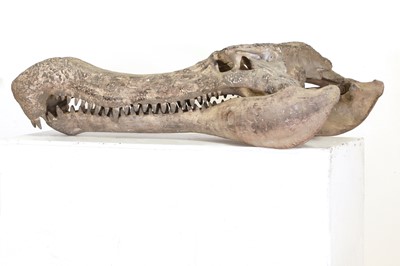 Lot 298 - A Deinosuchus skull