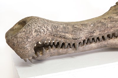 Lot 298 - A Deinosuchus skull