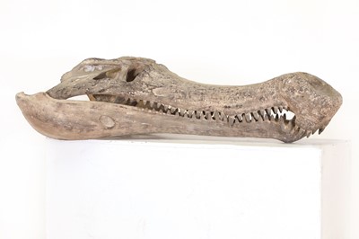 Lot 298 - A Deinosuchus skull