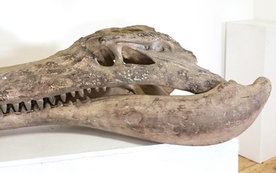 Lot 298 - A Deinosuchus skull