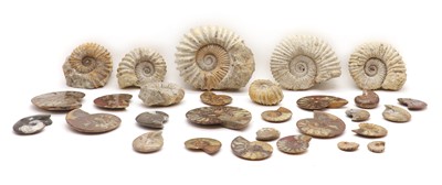 Lot 307 - A collection of ammonite fossils