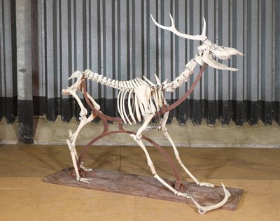 Lot 45 - A deer skeleton